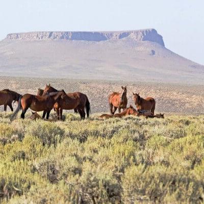 A herd of wild horses relaxes amid on the high-desert plains in front of Pilot Butte near 岩石弹簧, 怀俄明.